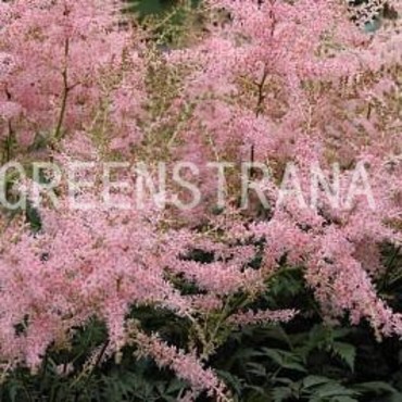 Астильба японская Бронзелауб (Astilbe japonica 'Bronzelaub')