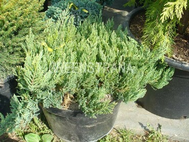 Можжевельник горизонтальный Грей Перл (Juniperus horizontalis 'Grey Pearl')