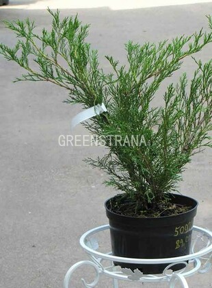 Можжевельник казацкий Блю Спаркл (Juniperus sabina 'Blue Sparkle')