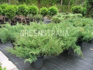 Можжевельник казацкий Мас (Juniperus sabina 'Mas')