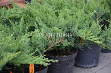 Можжевельник казацкий Там Но Блайт (Juniperus sabina 'Tam No Blight')