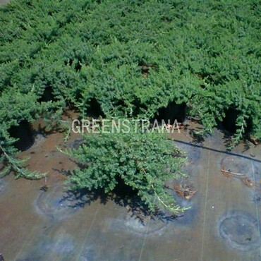 Можжевельник прибрежный Блю Пасифик (Juniperus conferta 'Blue Pacific')