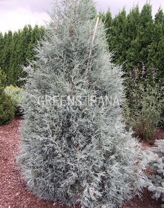 Можжевельник скальный Блю Хевен (Juniperus scopulorum 'Blue Heaven')