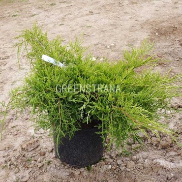 Можжевельник средний Голд Кост (Juniperus x pfitzeriana 'Gold Coast')