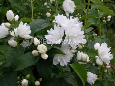 Чубушник гибридный Жирандоль (Philadelphus x hybridus 'Girandole')