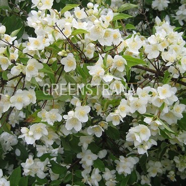 Чубушник Юстинка (Philadelphus 'Justinka')