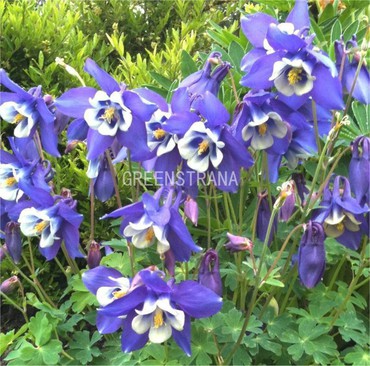 Аквилегия гибридная Спринг Мэджик Блю энд Уайт (Aquilegia x hybrida 'Spring Magic Blue and White')