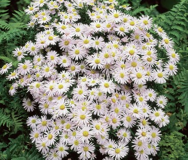 Астра кустарниковая Спрайт (Aster dumosus 'Sprite')