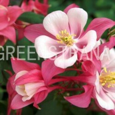 Аквилегия гибридная Спринг Мэджик Роуз энд Айвори (Aquilegia x hybrida 'Spring Magic Rose and Ivory')