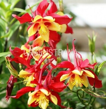 Аквилегия голубая Мьюзик Ред энд Голд (Aquilegia caerulea 'Music Red and Gold')