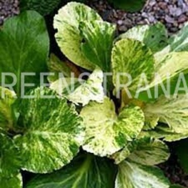 Бадан сердцелистный Галина Серова (Bergenia cordifolia 'Galina Serova')