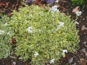 Арабис Фердинанда Кобургского Олд Голд (Arabis ferdinandi-coburgii 'Old Gold')