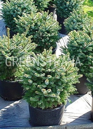 Ель сербская Нана (Picea omorika 'Nana')