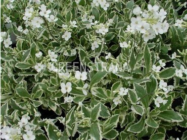 Арабис Фердинанда Кобургского Вариегата (Arabis ferdinandi-coburgii 'Variegata')