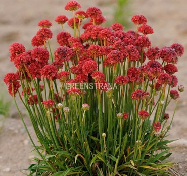 Армерия прекрасная Балерина Ред (Armeria pseudarmeria 'Ballerina Red')