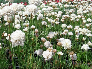 Армерия прекрасная Балерина Уайт (Armeria pseudarmeria 'Ballerina White')