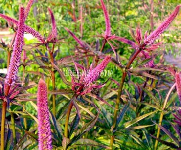 Вероникаструм виргинский Ред Эрроуз (Veronicastrum virginicum 'Red Arrows')