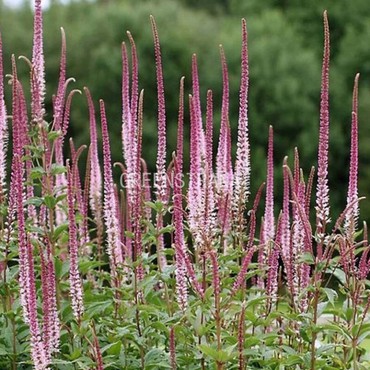 Вероникаструм Пинк Глоу (Veronicastrum 'Pink Glow')