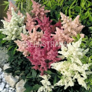 Астильба Арендса Астари Микс (Astilbe x arendsii 'Astary Mix')
