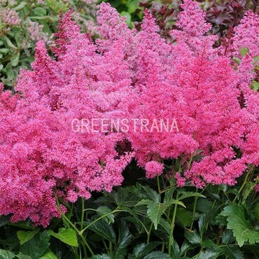 Астильба Арендса Астари Роуз (Astilbe x arendsii 'Astary Rose')