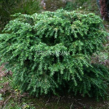 Тсуга канадская Джедделох (Tsuga canadensis 'Jeddeloh')