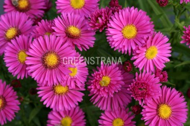 Астра кустарниковая Микс (Aster dumosus 'Mix')