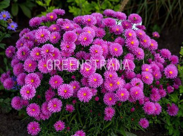 Астра кустарниковая Питер Харрисон (Aster dumosus 'Peter Harrison')