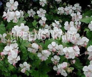 Герань кембриджская Биоково (Geranium x cantabrigiense 'Biokovo')
