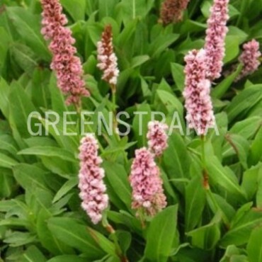 Горец змеиный Боркуло (Bistorta officinalis 'Borculo')