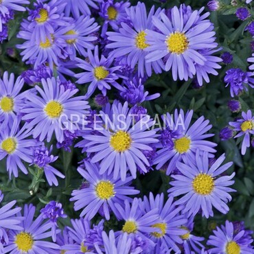 Астра кустарниковая Проф. Антон Киппенберг (Aster dumosus 'Prof. Anton Kippenberg')