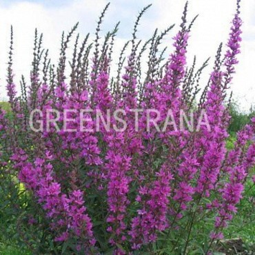 Дербенник иволистный Леди Саквилл (Lythrum salicaria 'Lady Sackville')