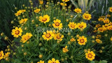Кореопсис крупноцветковый Сан Кисс (Coreopsis grandiflora 'SunKiss')