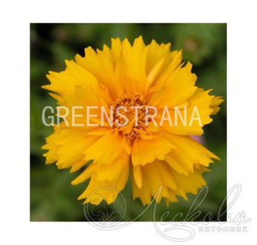 Кореопсис крупноцветковый Сан Ап (Coreopsis grandiflora 'Sun Up')