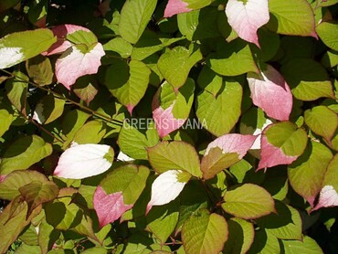 Актинидия коломикта (Actinidia kolomikta)