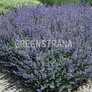 Котовник Фассена Кит Кэт (Nepeta x faassenii 'Kit Kat')