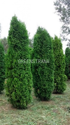 Туя западная Колумна (Thuja occidentalis 'Columna')