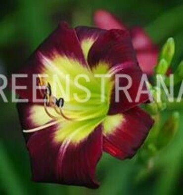 Лилейник гибридный Найт Бикон (Hemerocallis x hybrida 'Night Beacon')