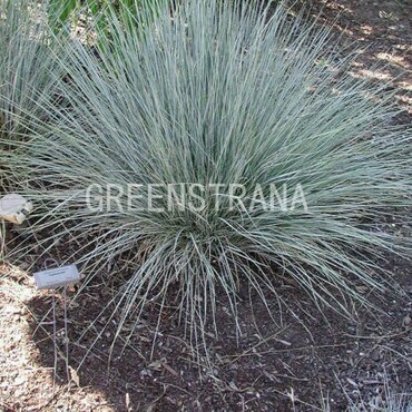 Овсяница сизая Фестина (Festuca glauca 'Festina')