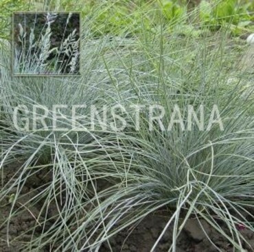 Овсяница сизая Фредди (Festuca glauca 'Freddy')