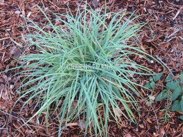 Осока сизая (Carex glauca)