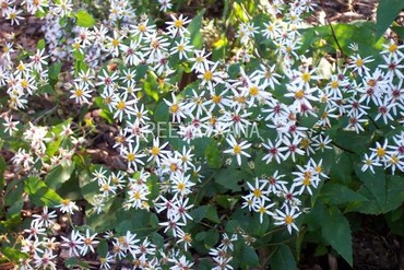 Астра растопыренная (Aster divaricatus)