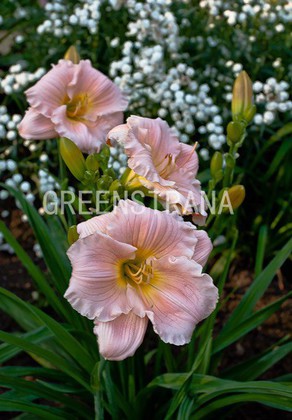 Лилейник гибридный Барбара Митчелл (Hemerocallis x hybrida 'Barbara Mitchell')
