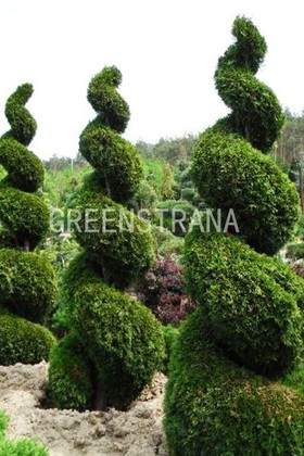 Туя западная Смарагд (Thuja occidentalis 'Smaragd') Спираль
