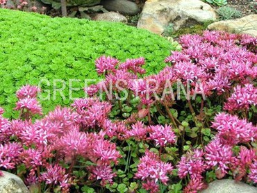 Очиток ложный Вуду (Sedum spurium 'Voodoo')