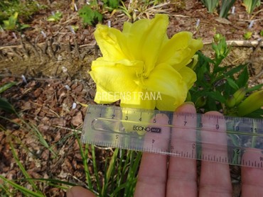 Лилейник гибридный Дабл Ривер Уай (Hemerocallis x hybrida 'Double River Wye')