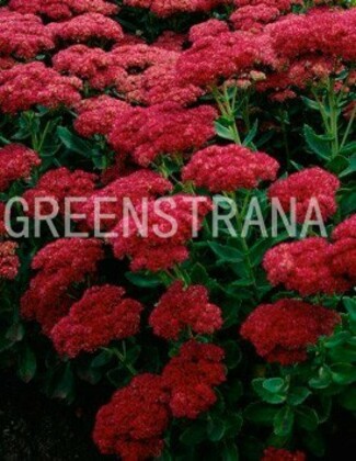 Очиток обыкновенный Сюррендер Ред (Sedum telephium 'Surrender Red')