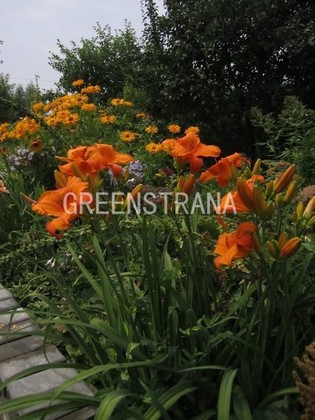 Лилейник гибридный Мауна Лоа (Hemerocallis x hybrida 'Mauna Loa')