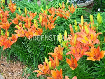 Лилейник гибридный Квин оф Мэй (Hemerocallis x hybrida 'Queen of May')