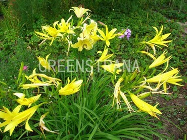 Лилейник лимонно-желтый (Hemerocallis citrina)