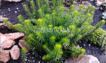 Очиток скальный Рупестре (Sedum reflexum 'Rupestre')